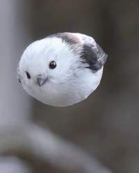 69755 B