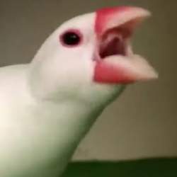 63779 B
