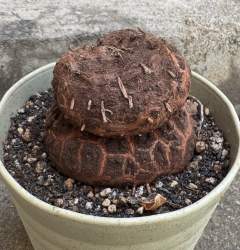 275426 B