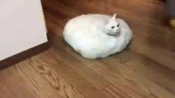132773 B
