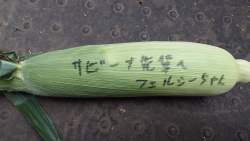 1016016 B